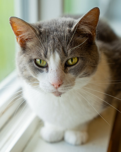 Tootsie, an adoptable Domestic Short Hair in Pequot Lakes, MN, 56472 | Photo Image 1