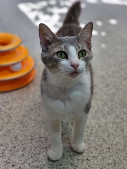 Tootsie, an adoptable Domestic Short Hair in Pequot Lakes, MN, 56472 | Photo Image 3