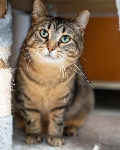 Hattie, an adoptable Domestic Short Hair in Pequot Lakes, MN, 56472 | Photo Image 1
