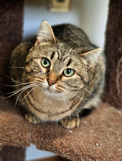 Hattie, an adoptable Domestic Short Hair in Pequot Lakes, MN, 56472 | Photo Image 2