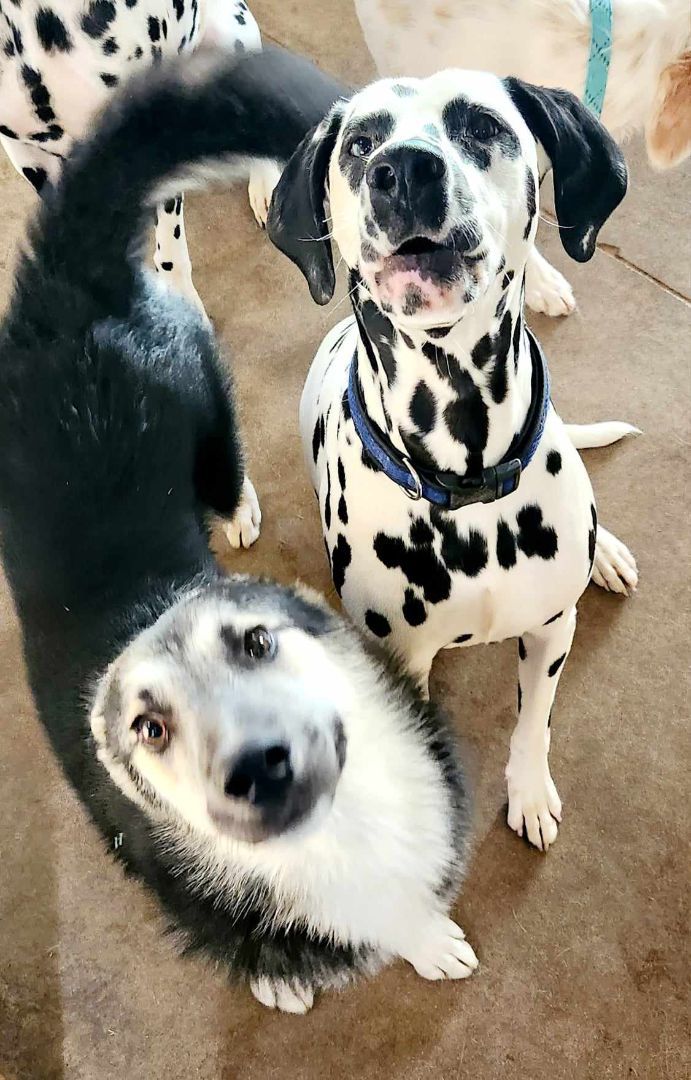 Husky and dalmatian store mix