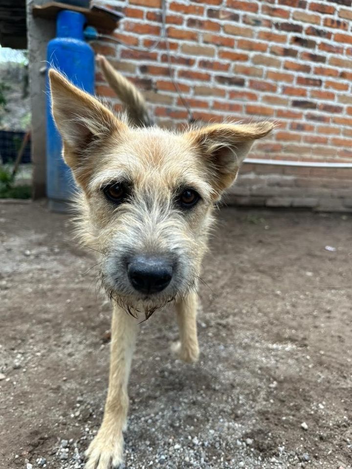 German shepherd store border terrier mix