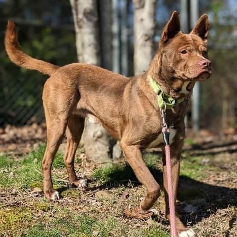 Asher, an adoptable Nova Scotia Duck Tolling Retriever, Mixed Breed in Newport, TN, 37821 | Photo Image 1