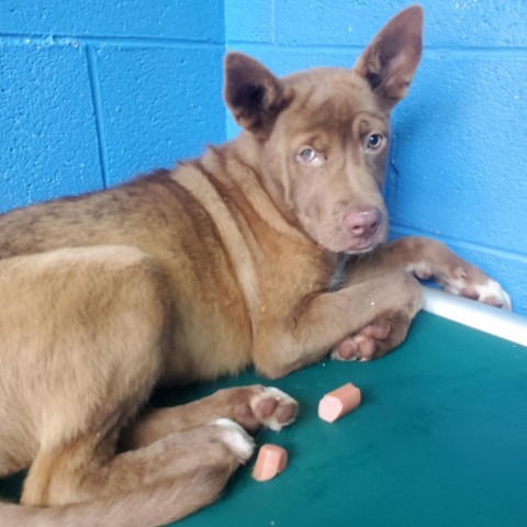 Asher, an adoptable Nova Scotia Duck Tolling Retriever, Mixed Breed in Newport, TN, 37821 | Photo Image 2