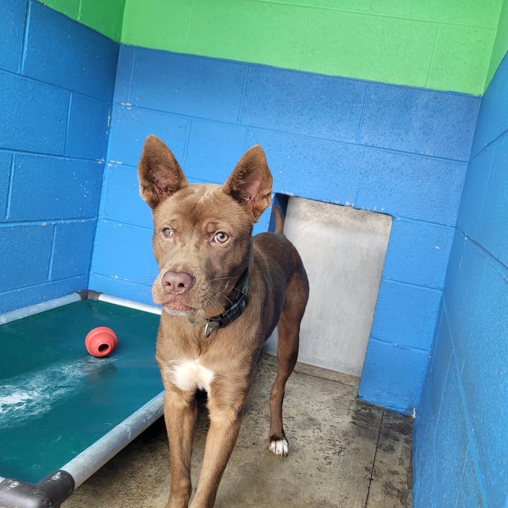 Asher, an adoptable Nova Scotia Duck Tolling Retriever, Mixed Breed in Newport, TN, 37821 | Photo Image 2