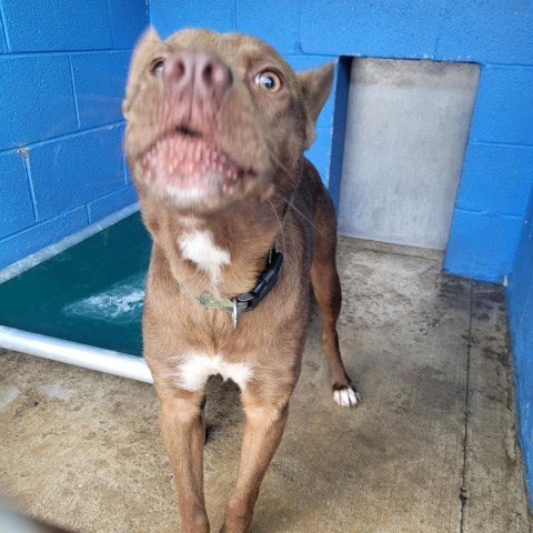 Asher, an adoptable Nova Scotia Duck Tolling Retriever, Mixed Breed in Newport, TN, 37821 | Photo Image 3