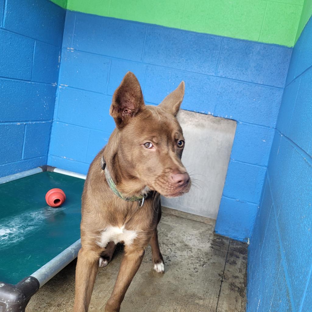 Asher, an adoptable Nova Scotia Duck Tolling Retriever, Mixed Breed in Newport, TN, 37821 | Photo Image 3