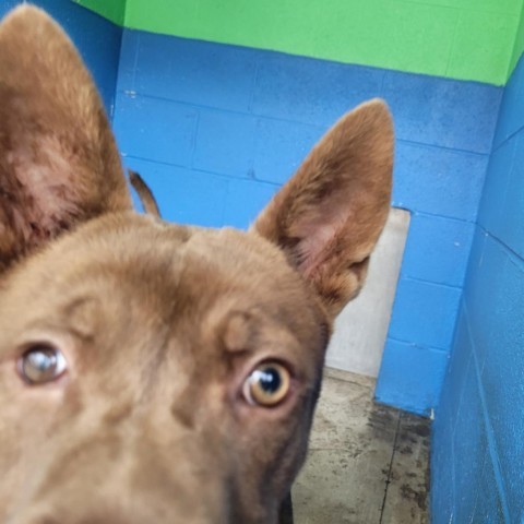 Asher, an adoptable Nova Scotia Duck Tolling Retriever, Mixed Breed in Newport, TN, 37821 | Photo Image 4