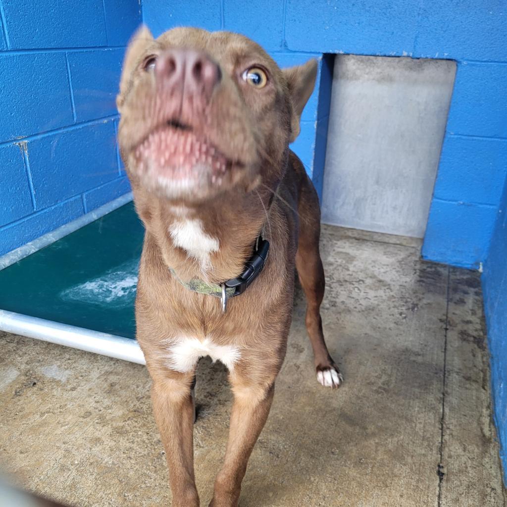 Asher, an adoptable Nova Scotia Duck Tolling Retriever, Mixed Breed in Newport, TN, 37821 | Photo Image 5