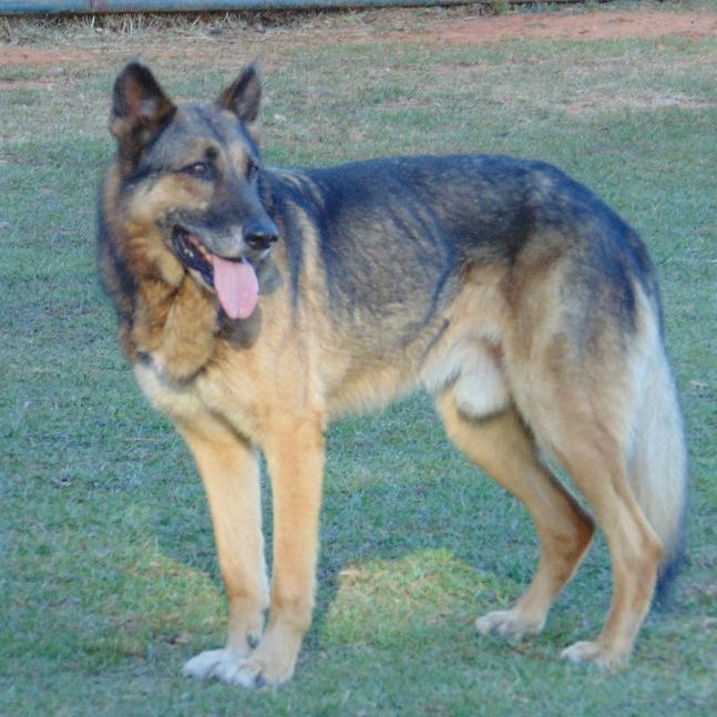 Rocco, an adoptable German Shepherd Dog in Waverly, AL_image-2