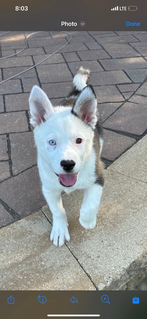 Strawberry , an adoptable Husky in Madison, MN, 56256 | Photo Image 2