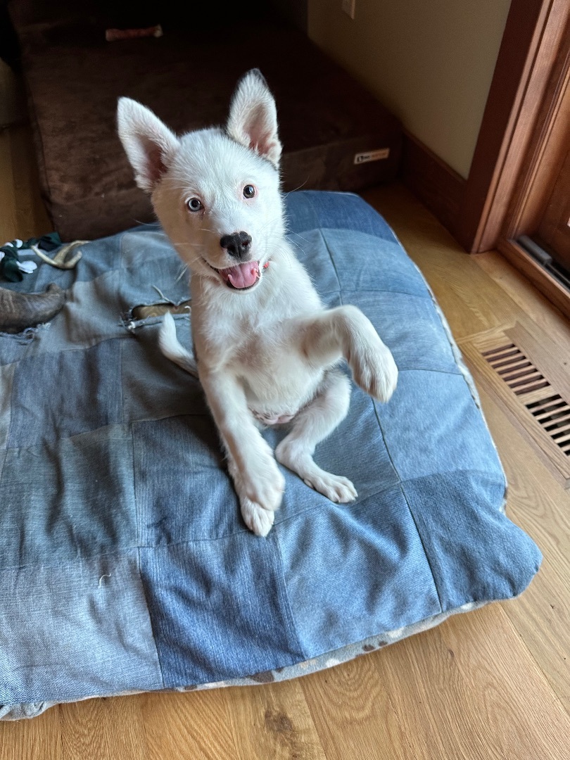 Strawberry , an adoptable Husky in Madison, MN, 56256 | Photo Image 3