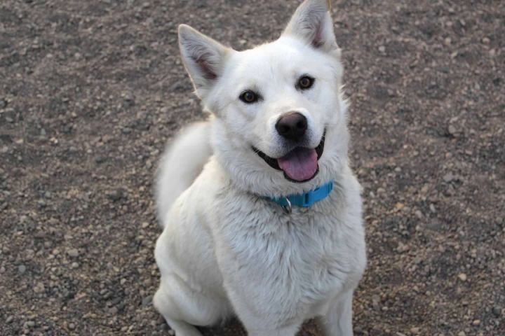 Kylo, an adoptable Husky Mix in Pierre, SD_image-1