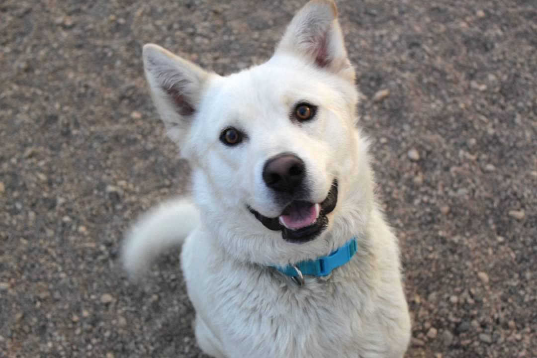 Kylo, an adoptable Husky in Pierre, SD, 57501 | Photo Image 2