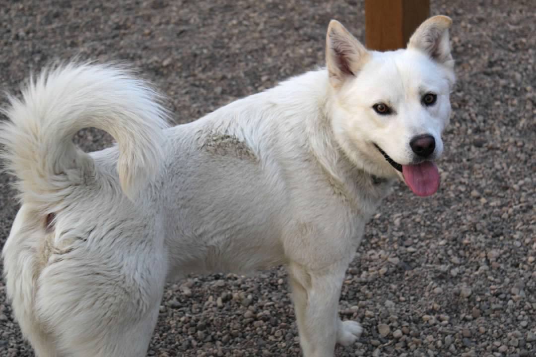 Kylo, an adoptable Husky in Pierre, SD, 57501 | Photo Image 3