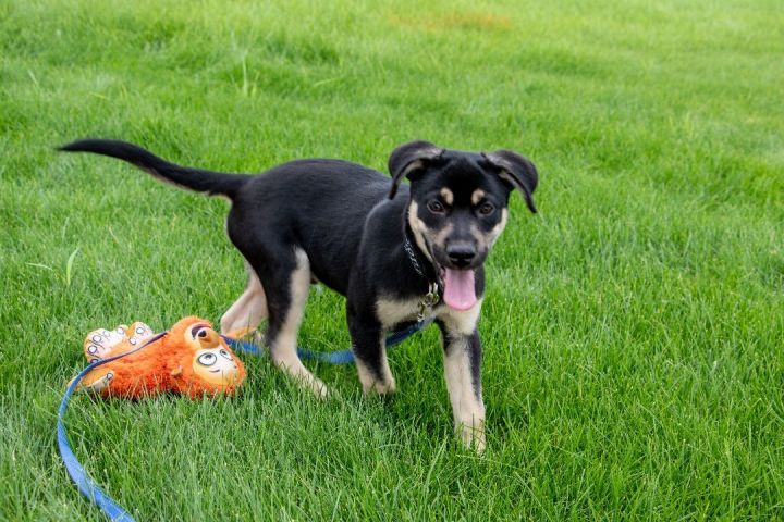 B-Dawg, an adoptable Mixed Breed in Pierre, SD_image-4