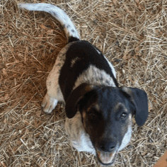 Blue heeler beagle hot sale mix full grown