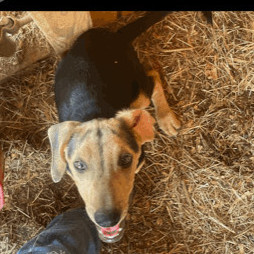 Sierra, an adoptable Beagle & Australian Cattle Dog / Blue Heeler Mix in Waverly, AL_image-1