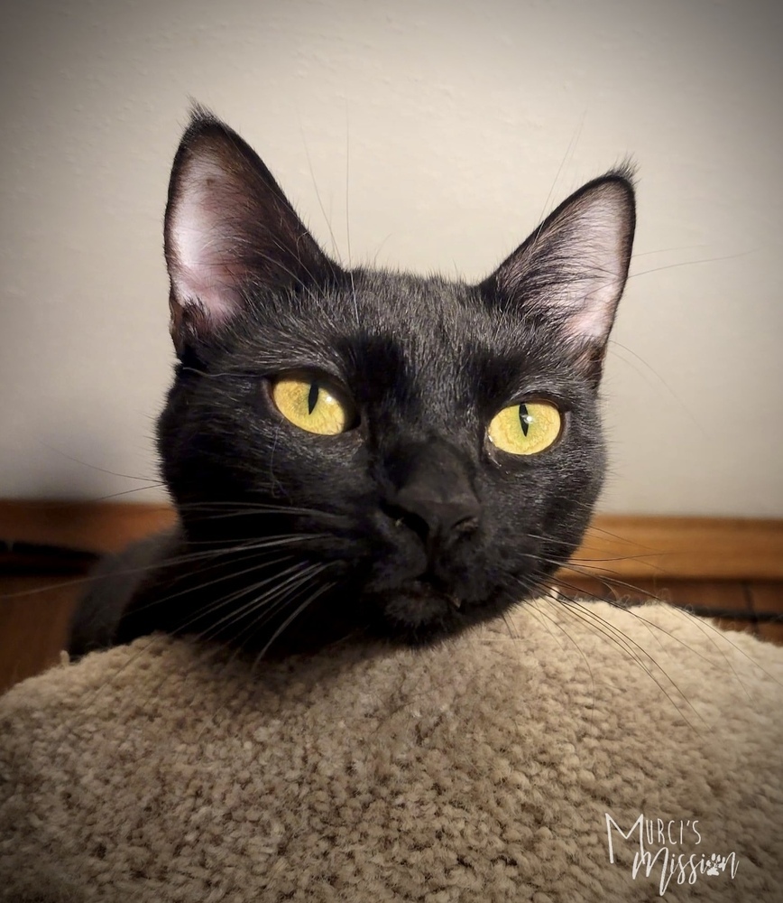 Liliana, an adoptable Domestic Short Hair in Spokane , WA, 99209 | Photo Image 2