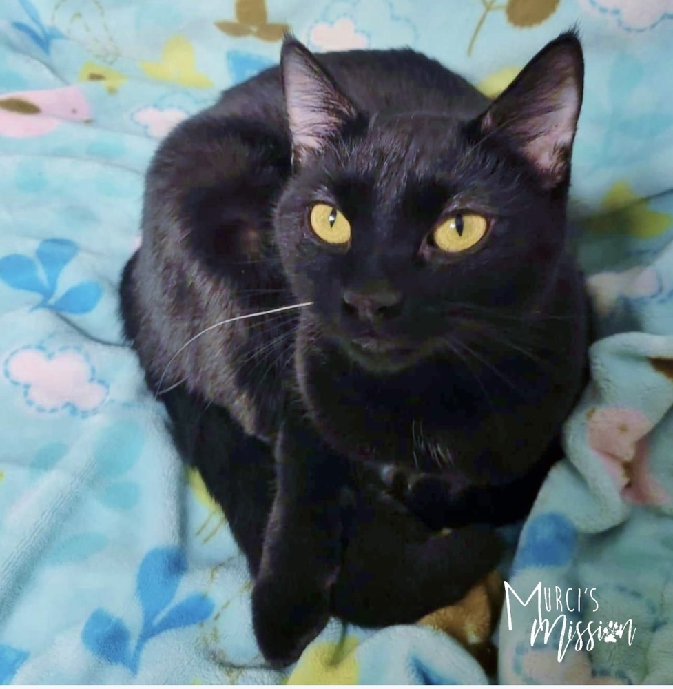 Liliana, an adoptable Domestic Short Hair in Spokane , WA, 99209 | Photo Image 4