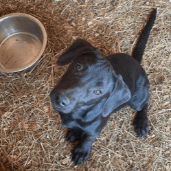 Cheyenne, an adoptable Beagle & Black Labrador Retriever Mix in Waverly, AL_image-1