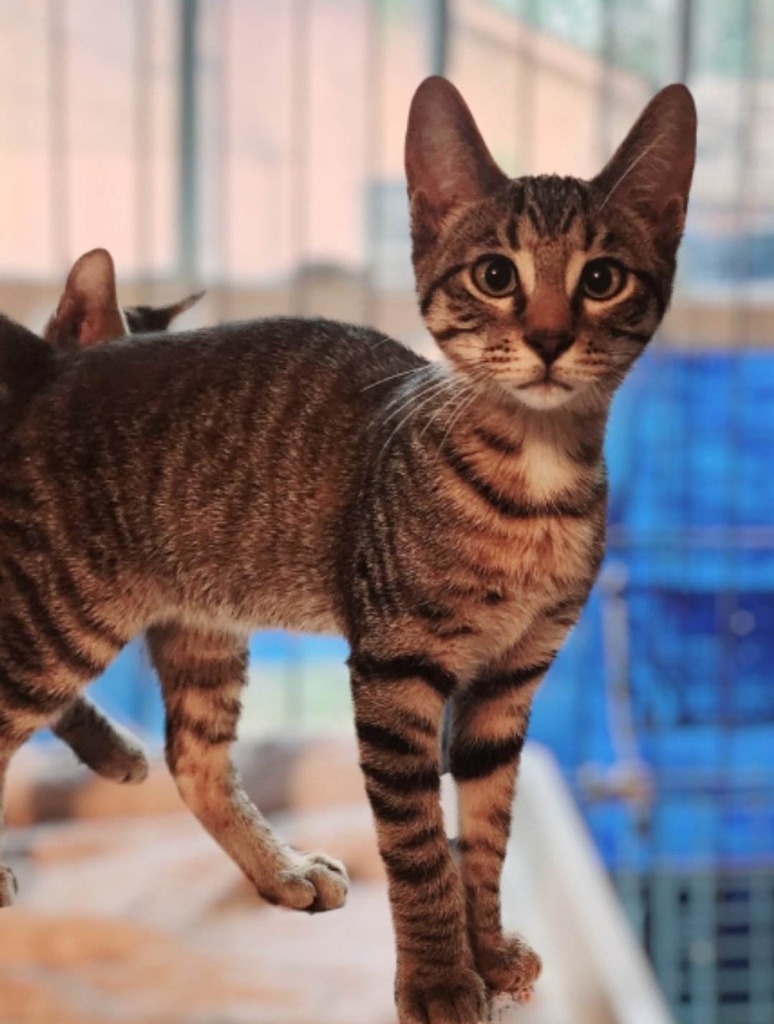 Bantu, an adoptable Domestic Short Hair in El Dorado, AR, 71730 | Photo Image 1