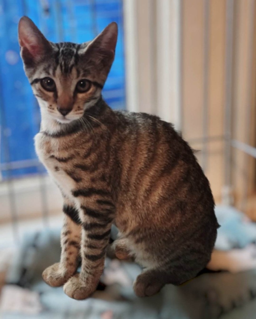 Marley Twist, an adoptable Domestic Short Hair in El Dorado, AR, 71730 | Photo Image 1