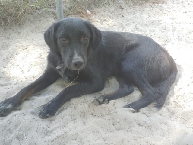 Vader, an adoptable Golden Retriever, Australian Cattle Dog / Blue Heeler in Waynesville, GA, 31566 | Photo Image 2