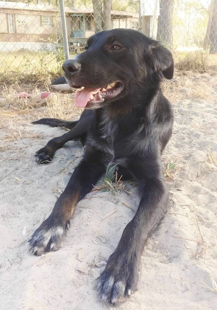 Vader, an adoptable Golden Retriever, Australian Cattle Dog / Blue Heeler in Waynesville, GA, 31566 | Photo Image 5