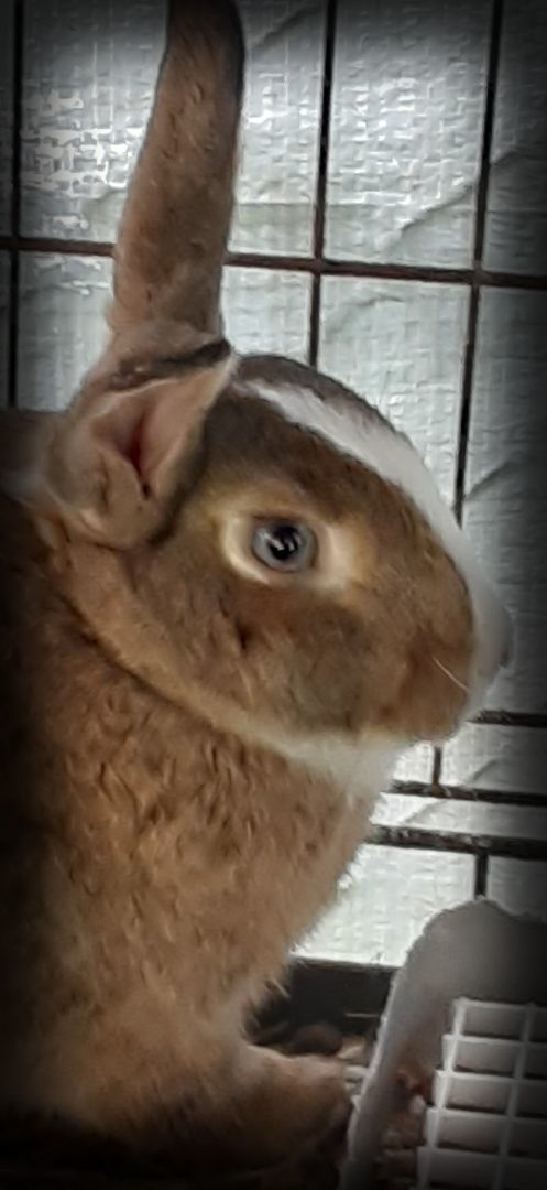 Ethereal , an adoptable Bunny Rabbit in East Syracuse, NY_image-1