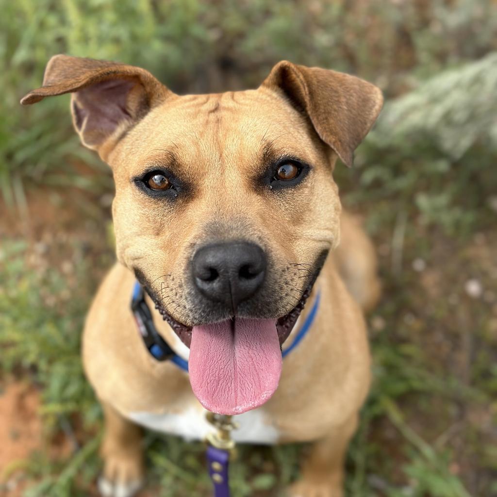 Ponytail, an adoptable Mixed Breed, Pit Bull Terrier in Kanab, UT, 84741 | Photo Image 1