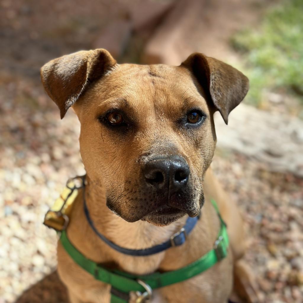 Ponytail, an adoptable Mixed Breed, Pit Bull Terrier in Kanab, UT, 84741 | Photo Image 3