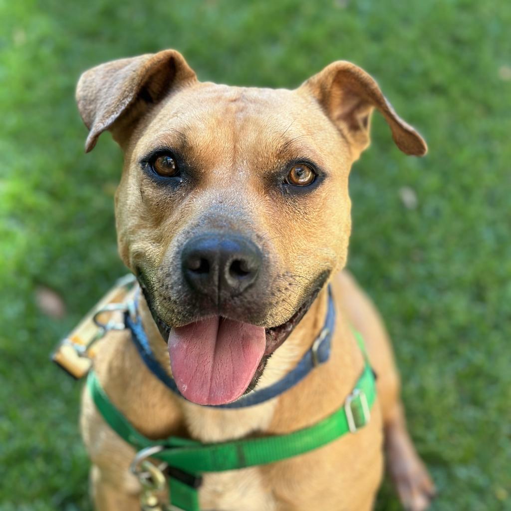 Ponytail, an adoptable Mixed Breed, Pit Bull Terrier in Kanab, UT, 84741 | Photo Image 4