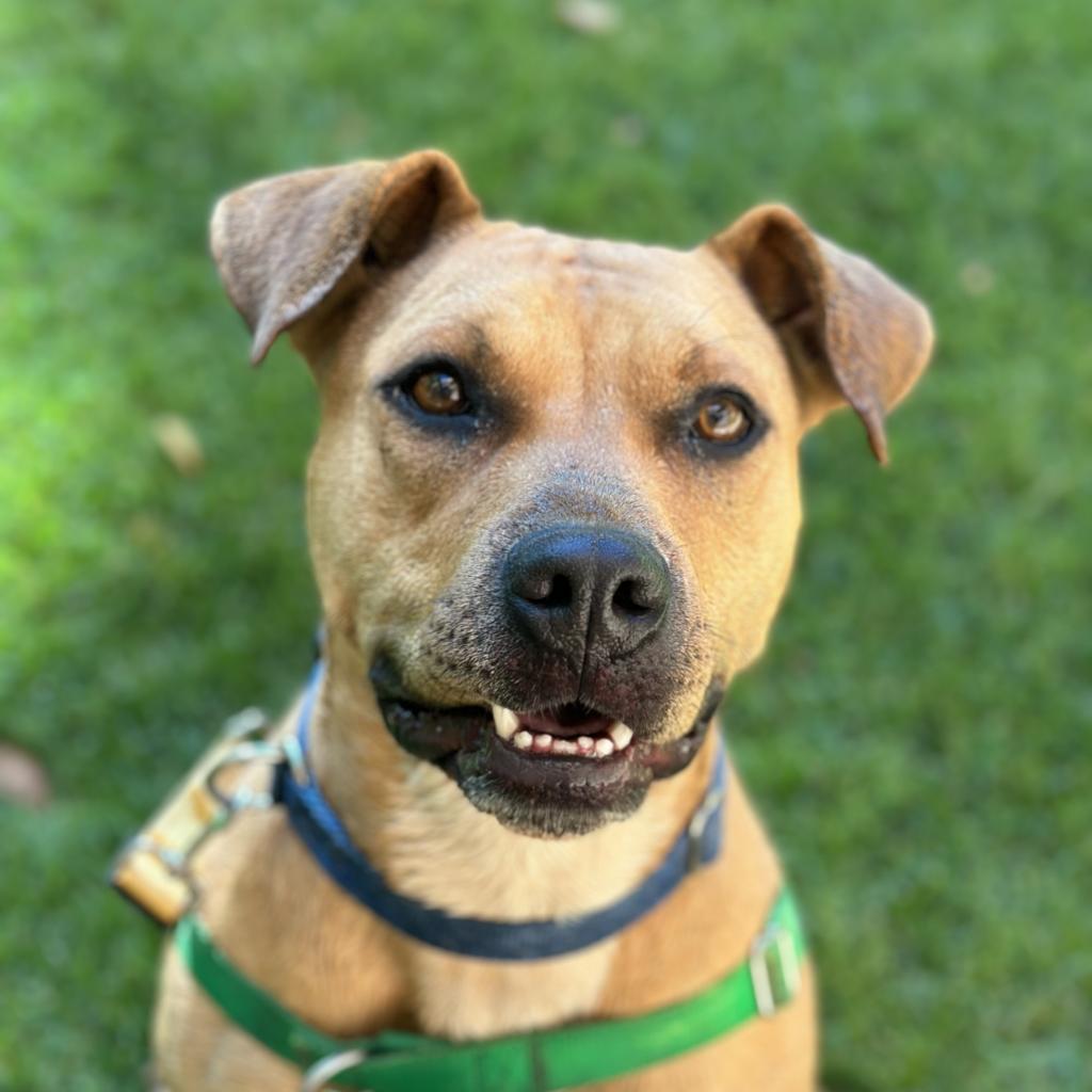 Ponytail, an adoptable Mixed Breed, Pit Bull Terrier in Kanab, UT, 84741 | Photo Image 5