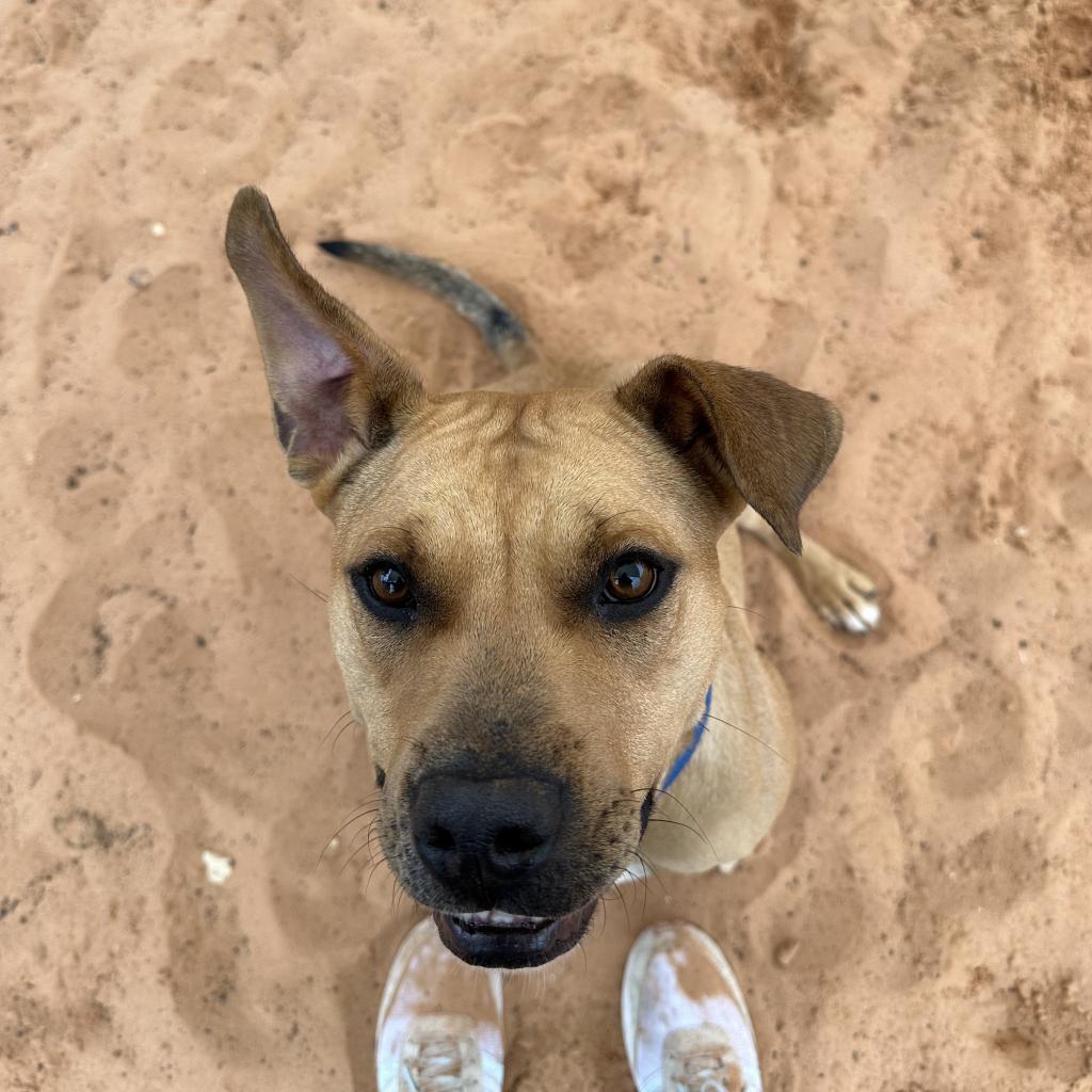 Ponytail, an adoptable Mixed Breed, Pit Bull Terrier in Kanab, UT, 84741 | Photo Image 6