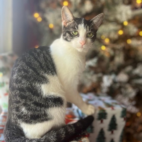 Piper, an adoptable Domestic Short Hair in Lantana, TX, 76226 | Photo Image 1