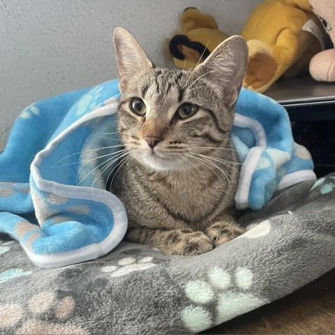 Nala, an adoptable Domestic Short Hair in Lantana, TX, 76226 | Photo Image 1