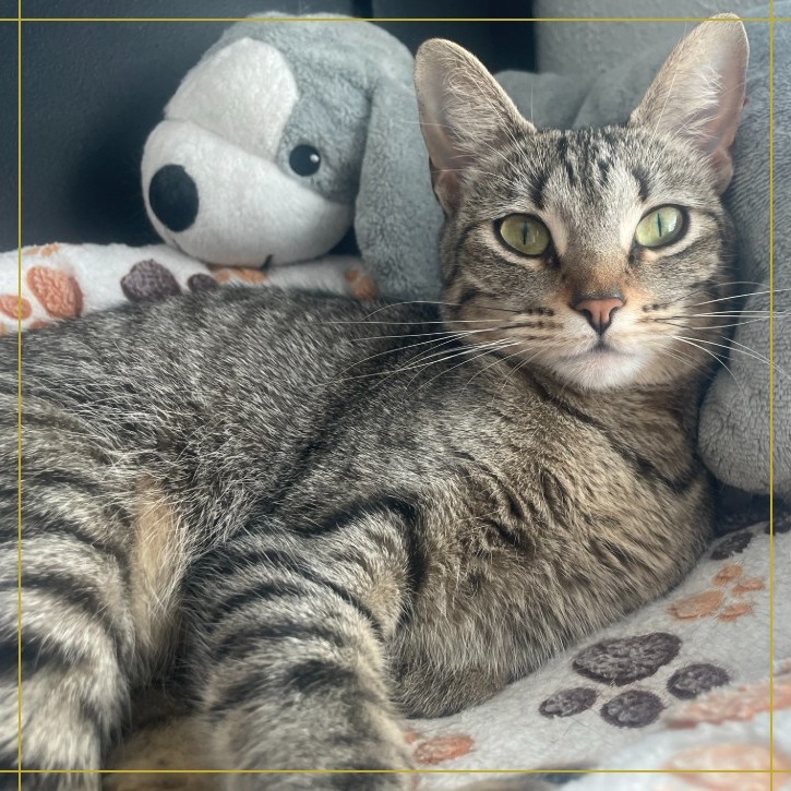 Nala, an adoptable Domestic Short Hair in Flower Mound, TX, 75028 | Photo Image 1