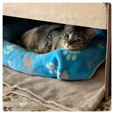 Nala, an adoptable Domestic Short Hair in Flower Mound, TX, 75028 | Photo Image 2