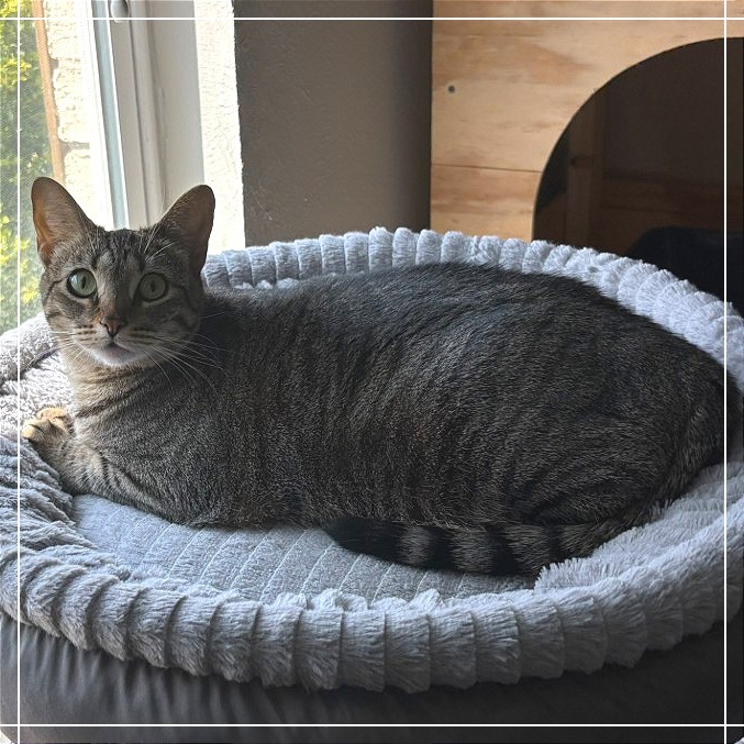 Nala, an adoptable Domestic Short Hair in Flower Mound, TX, 75028 | Photo Image 3