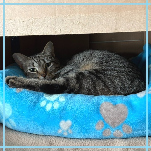 Nala, an adoptable Domestic Short Hair in Flower Mound, TX, 75028 | Photo Image 4