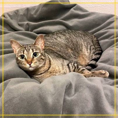 Nala, an adoptable Domestic Short Hair in Flower Mound, TX, 75028 | Photo Image 5