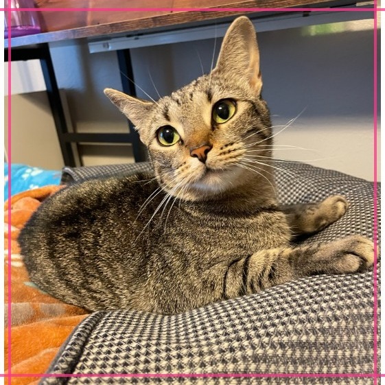 Nala, an adoptable Domestic Short Hair in Flower Mound, TX, 75028 | Photo Image 6