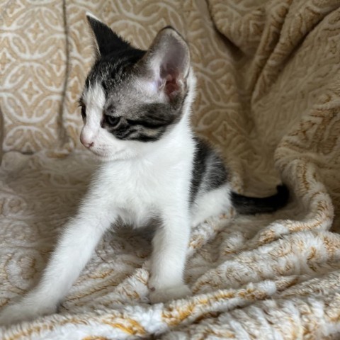 Bandit, an adoptable Domestic Short Hair in Lantana, TX, 76226 | Photo Image 4