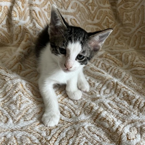 Bandit, an adoptable Domestic Short Hair in Lantana, TX, 76226 | Photo Image 5