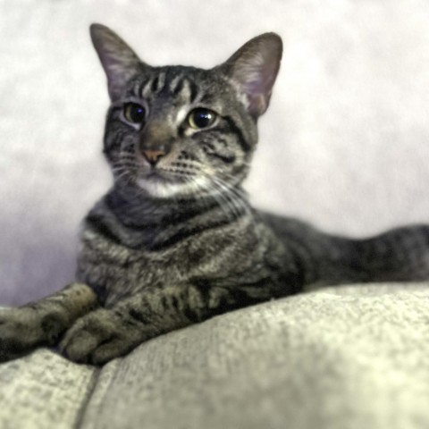 Jack, an adoptable Domestic Short Hair in Lantana, TX, 76226 | Photo Image 1