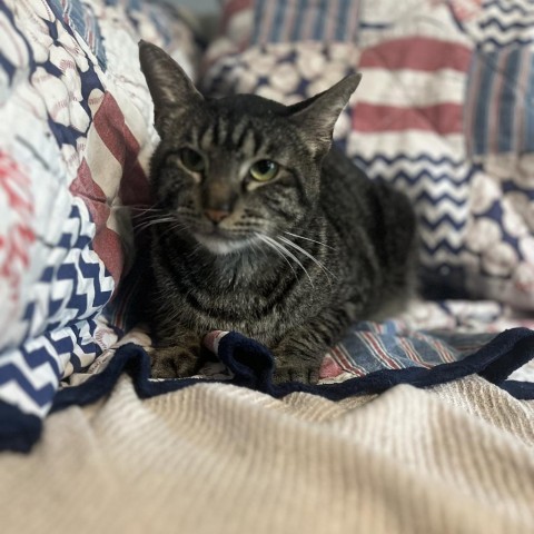 Jack, an adoptable Domestic Short Hair in Lantana, TX, 76226 | Photo Image 6