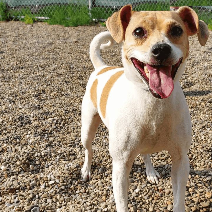 Dog for adoption - Sky, a Jack Russell Terrier & Beagle Mix in Falls Creek,  PA | Petfinder