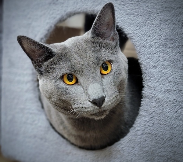 Cat for adoption Blake, a Domestic Short Hair Mix in Kelowna, BC