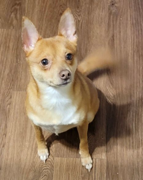 Short hair chihuahua outlet mix